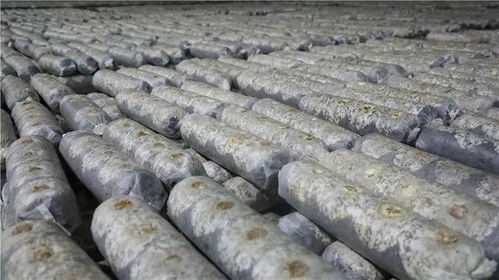 山阳商南六项重点工程接受全市检阅，食用菌产业成焦点