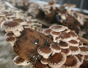 中盛永基食用菌区县开店利润与投资分析
