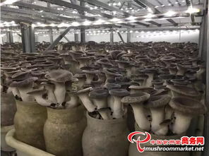 2017年河南省食用菌产业发展大会在许昌隆重开幕 聚焦产业升级与乡村振兴