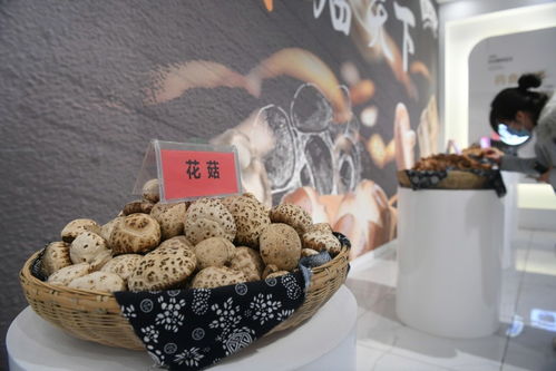 走进三秦大地看振兴 村村不同振兴策，却有相同精气神——以食用菌产业为例
