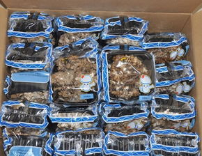 「灰树花（新鲜舞茸）厂家直供 优质产品、大量供应、价优如潮