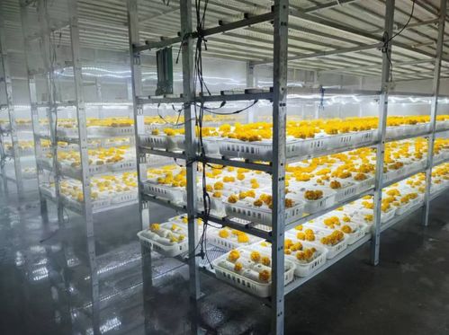 陕西榆林香菇菌棒闯进韩国市场 跨国生意的菌舞传奇