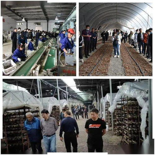 2020中国·宜昌·远安食用菌产业发展大会在湖北远安隆重举行