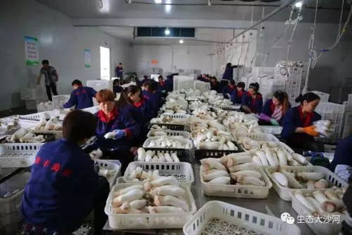丰县农业新亮点 食用菌模式引来跨省取经团