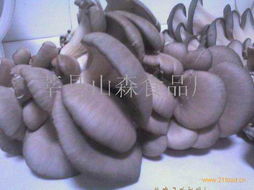 莘县山森食品厂食用菌产品展示 天然食材背后的匠心制造