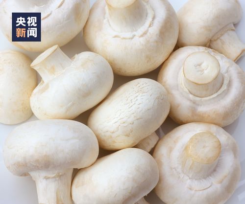 何以致食菌？——寻味苏北大地的“植菌之道”