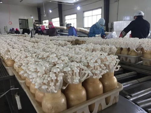 探索ing 蘑菇君带您走进北辰休闲新部落——食用菌的秘密花园