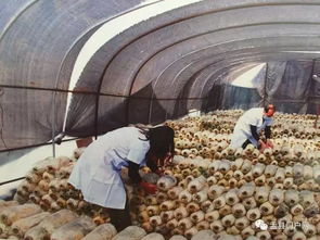 万众瞩目 走进盂县重点工程——食用菌产业项目现场