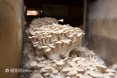 大型牡蛎蘑菇的奥秘 营养、种植与烹饪指南